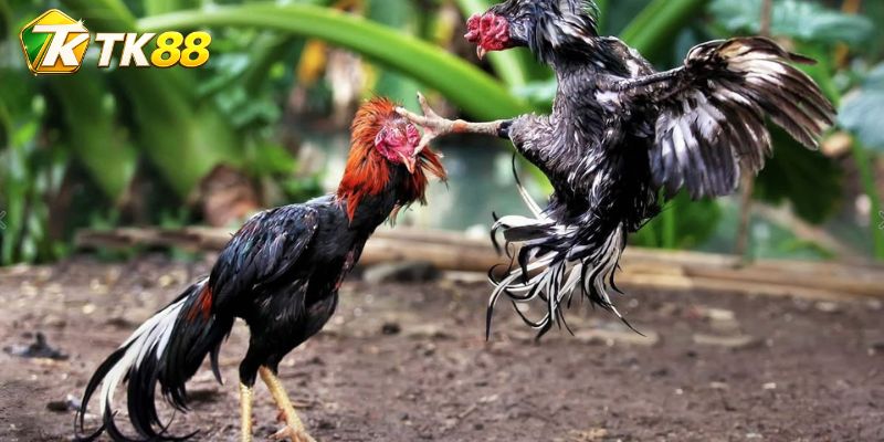 Đá Gà Brown Red: Cách nối tên Brown Red với hồ sơ trận đấu