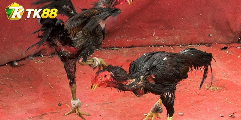 Tỷ lệ live và quyết định kỹ thuật chốt kết quả phiếu